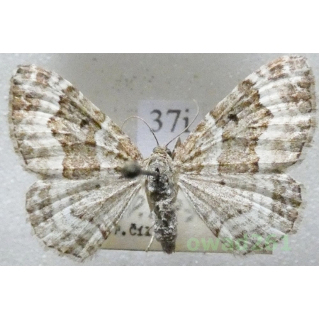 Epirrhoe alternata (Müller, 1764) Czech37i